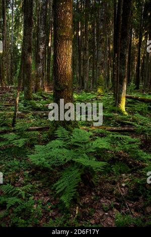 Una vecchia foresta boreale estiva con alcuni aspens e felci lussureggianti durante un'escursione serale in Estonia, Nord Europa. Foto Stock