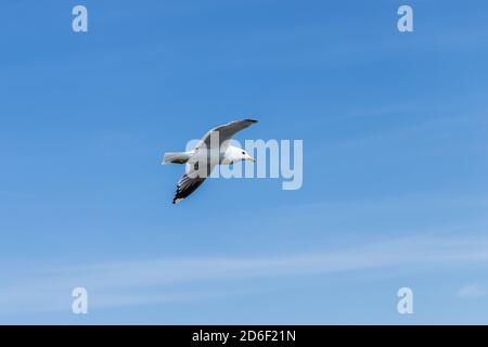 Un gabbiano vola nel cielo blu - un simbolo di vacanza e relax vicino al mare. Foto Stock