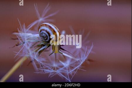 Una piccola lumaca d'uva tra i semi di un dente di leone bianco secco in primo piano nei colori del letto. Spazio di copia. Design poster. Foto Stock