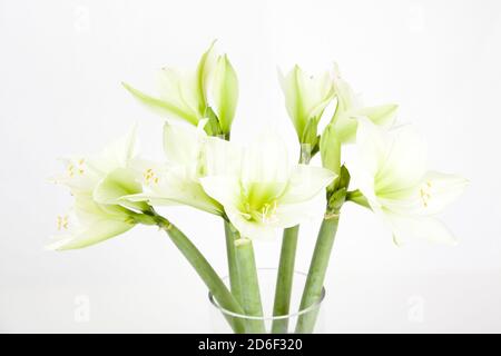 amaryllis bianco in vaso di vetro su terreno bianco Foto Stock