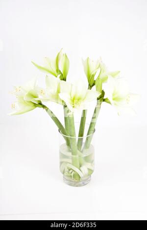 amaryllis bianco in vaso di vetro su terreno bianco Foto Stock