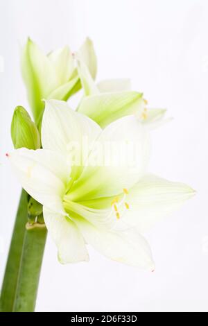 amaryllis bianco in vaso di vetro su terreno bianco Foto Stock