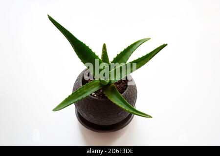 Pianta succulenta di aloe in vaso grigio ceramico isolato su bianco sfondo Foto Stock