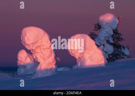 Fissa la luce rosa sugli alberi ricoperti di uno spesso strato di neve durante un'alba colorata nel paese delle meraviglie invernali del Parco Nazionale di Riisitunturi, Lapponia, Nort Foto Stock