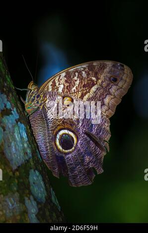 Bandito Owl Butterfly dalla foresta pluviale a Panama Foto Stock