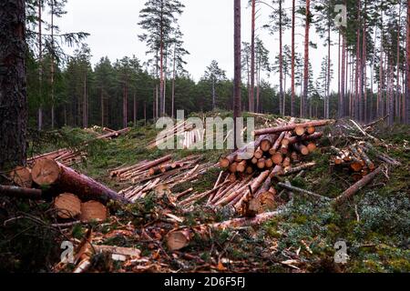 Mucchi di tronchi appena tagliati dopo aver tagliato in modo trasparente una pineta di conifere in Estonia, Nord Europa. Foto Stock