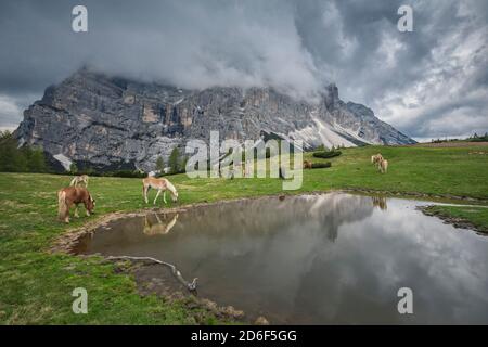 Cavalli di Haflinger che pascolano sui pascoli di zoppè di cadore presso il rifugio di Venezia, Foto Stock