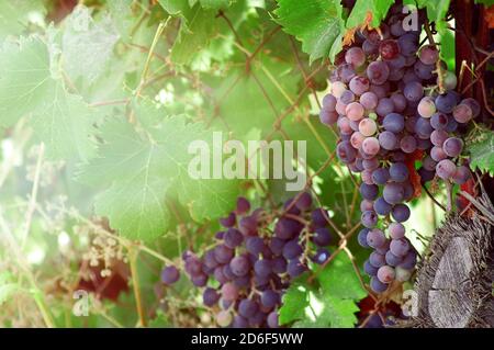 Primo piano di vite.UN grappolo di uva da vino rosso appeso Da una vite sul sole che tramonta e montagna sfondo.Vine con bacche e foglie d'uva Foto Stock