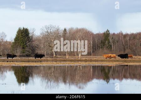 Bestiame delle Highland (Bos taurus) su un prato allagato durante la cosiddetta quinta stagione nel Soomaa National Park, Estonia, Nord Europa. Foto Stock