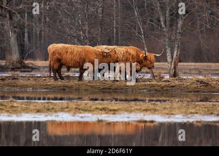 Bestiame delle Highland (Bos taurus) su un prato allagato durante la cosiddetta quinta stagione nel Soomaa National Park, Estonia, Nord Europa. Foto Stock