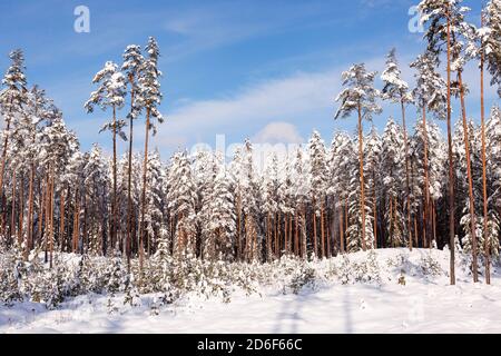 Neve e freddo inverno estoni foresta di conifere selvatiche nel Nord Europa. Foto Stock