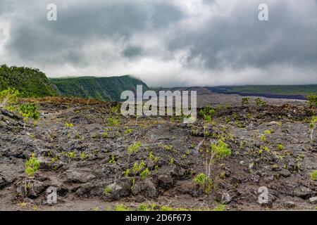 Grand Brûlé paesaggio lavico con nuova vegetazione sul Piton de la Fournaise, uno dei vulcani più attivi della terra, Saint-Philippe, la Réunion, territorio francese d'oltremare, Francia, Africa, Oceano Indiano Foto Stock