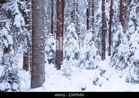 Neve e freddo inverno estoni foresta di conifere selvatiche nel Nord Europa. Foto Stock