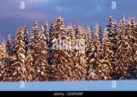 Bella foresta di abete rosso di conifere nevoso durante un freddo sole del mattino nelle meraviglie invernali nella natura estone, Nord Europa. Foto Stock