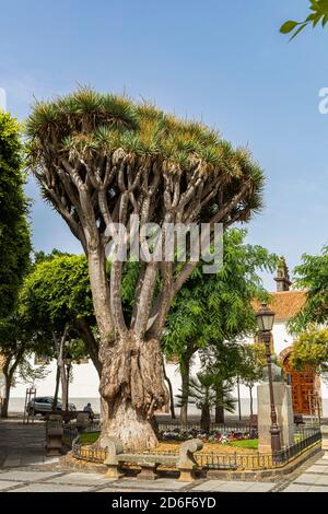 'Plaza del Adelantado' - piazza centrale con drago a San Cristobal de la Laguna, Tenerife, Spagna Foto Stock