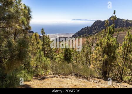 Corona Forestal - foresta di conifere sulla strada nel Parco Nazionale del Teide, Tenerife, Spagna Foto Stock