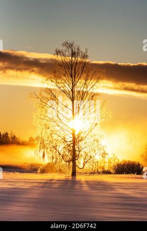 Un'alba fredda e dorata con un albero di betulla ghiacciato su un paesaggio invernale in Estonia, Nord Europa. Foto Stock