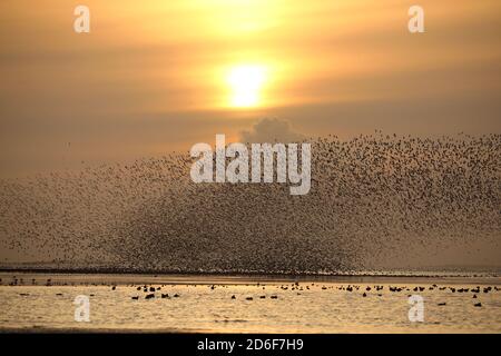 Snettisham, Regno Unito. 14 ottobre 2020. Migliaia di nodi e ostriche si riuniscono ed eseguono spettacolari murazioni a Snettisham, Norfolk. Questo spettacolare accade quando un'alta marea forza gli uccelli dal loro terreno di alimentazione sul Wash, più in alto sulla spiaggia e sulla ghiaia, prima che la marea si rinnesca e possono nutrirsi di nuovo sui mudflats. Credit: Paul Marriott/Alamy Live News Foto Stock