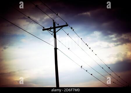 Uccelli appollaiati su Power Lines, atmosfera d'atmosfera Foto Stock