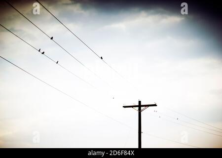 Uccelli appollaiati su Power Lines, atmosfera d'atmosfera Foto Stock