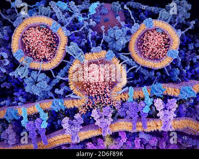 Sinapsi eccitatoria, illustrazione. Una sinapsi è una giunzione tra due neuroni (cellule nervose). Una sinapsi eccitatoria aumenta la probabilità di un acti Foto Stock