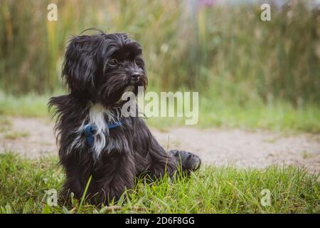 Un piccolo cane nero Bolonka Swetna si siede e guarda a. il lato Foto Stock