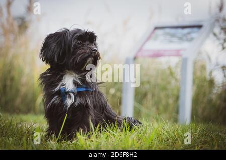 Un piccolo cane nero Bolonka Swetna si siede e guarda a. il lato Foto Stock