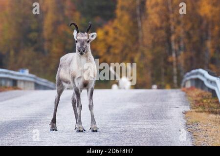 Una giovane renna in piedi su una strada asfaltata in Lapponia, Finlandia settentrionale durante il fogliame autunnale. Foto Stock