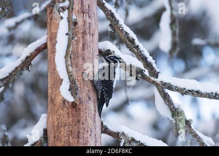 Picchio eurasiatico a tre punte (Picoides tridactylus) su un albero in una vecchia foresta boreale conifera dell'Estonia, Nord Europa. Foto Stock