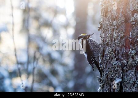 Picchio eurasiatico a tre punte (Picoides tridactylus) su un albero in una vecchia foresta boreale conifera dell'Estonia, Nord Europa. Foto Stock