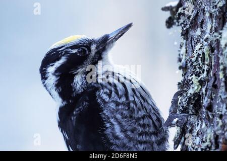 Picchio eurasiatico a tre punte (Picoides tridactylus) su un albero in una vecchia foresta boreale conifera dell'Estonia, Nord Europa. Foto Stock