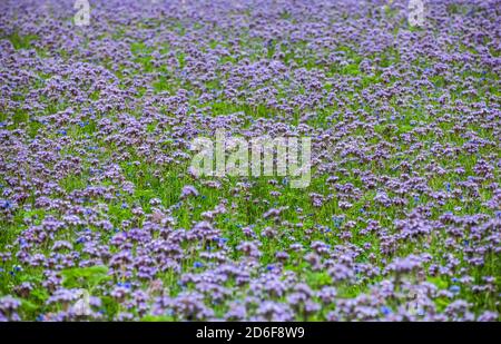 Campo di Phacelia, prato fiorito con fiori blu Foto Stock