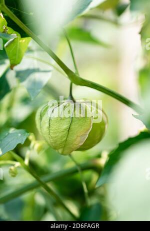 Primo piano di frutta tomatillo che cresce su una vite all'esterno in un giardino. Foto Stock