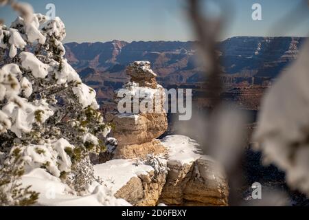 Albero incorniciato neve coperta anatra su una formazione di roccia in Grand Canyon Foto Stock