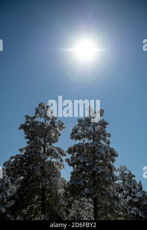 Sole flare sopra alta neve coperta pineta su giorno di sole luminoso Foto Stock