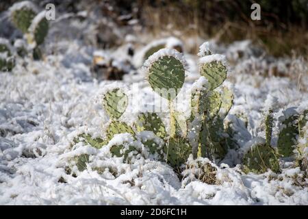 Cactus di pera prickly coperto di neve Foto Stock