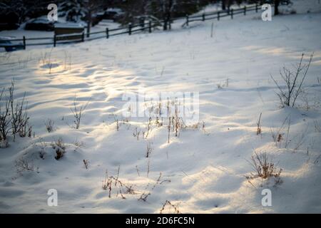 Neve fresca all'alba con arbusti e ramoscelli peaking fuori dalla neve Foto Stock