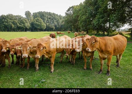 Kamp-Lintfort, Renania Settentrionale-Vestfalia, Germania - Oekolandbau NRW, Biorinder, Limousin bestiame vivo nella fattoria Bioland tutto l'anno all'aperto sul prato e nella stalla aperta. Foto Stock