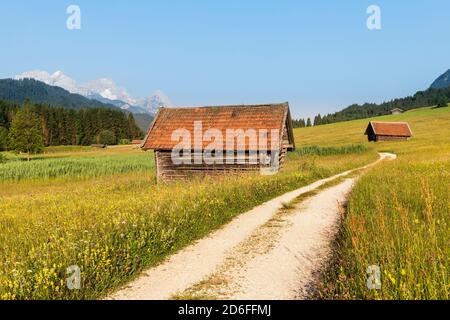 Percorso attraverso prati fioriti a Geroldsee, alta Baviera, Baviera, Germania Foto Stock