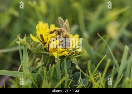 Ape di miele, fiore di dente di leone Foto Stock