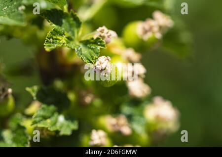 Ribes nero non maturo, ribes nigrum Foto Stock