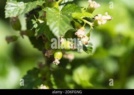 Ribes nero non maturo, ribes nigrum Foto Stock