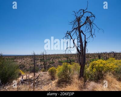 Vegetazione bruciata vicino Cedar Tree Tower, Mesa Verde National Park, Mancos, Colorado. Foto Stock