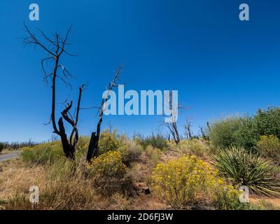 Vegetazione bruciata vicino Cedar Tree Tower, Mesa Verde National Park, Mancos, Colorado. Foto Stock