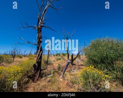 Vegetazione bruciata vicino Cedar Tree Tower, Mesa Verde National Park, Mancos, Colorado. Foto Stock