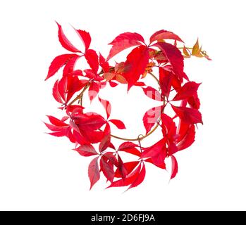 Ramo con foglie rosse d'autunno Parthenocissus isolato su sfondo bianco. Foto Foto Stock