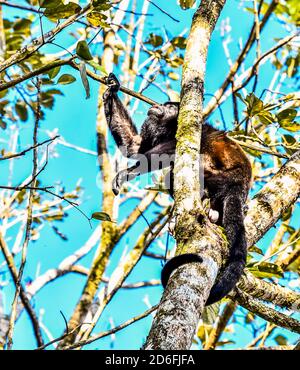 Primate di scimmia cappuccina , nell'area del vulcano Arenal costa rica Centro america Foto Stock