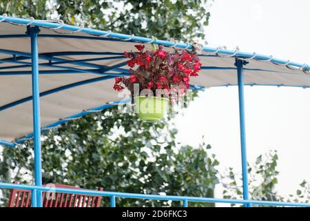 Aigues-Mortes, Francia.20 agosto, 2020.Plant su una chiatta sul canale Rhône a Sete ad Aigues-Mortes il 20 agosto 2020. Foto Stock