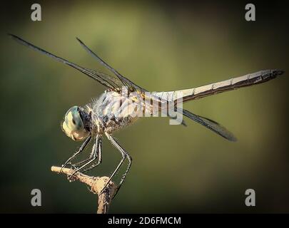 Dragonfly appollaiato su Tree Branch Foto Stock