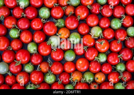 Pomodori ciliegini rossi e verdi appena raccolti da un giardino a Winkler, Manitoba, Canada. Foto Stock